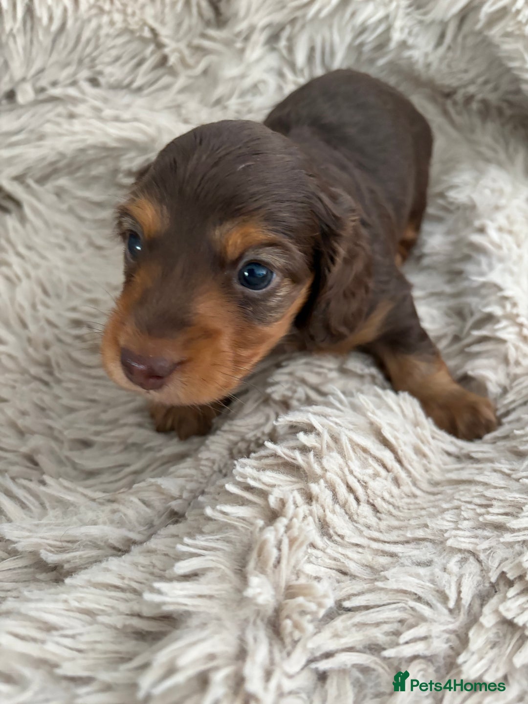Miniature Dachshund dogs for sale: Long haired mini male dachshunds pups KC reg  - Image 24
