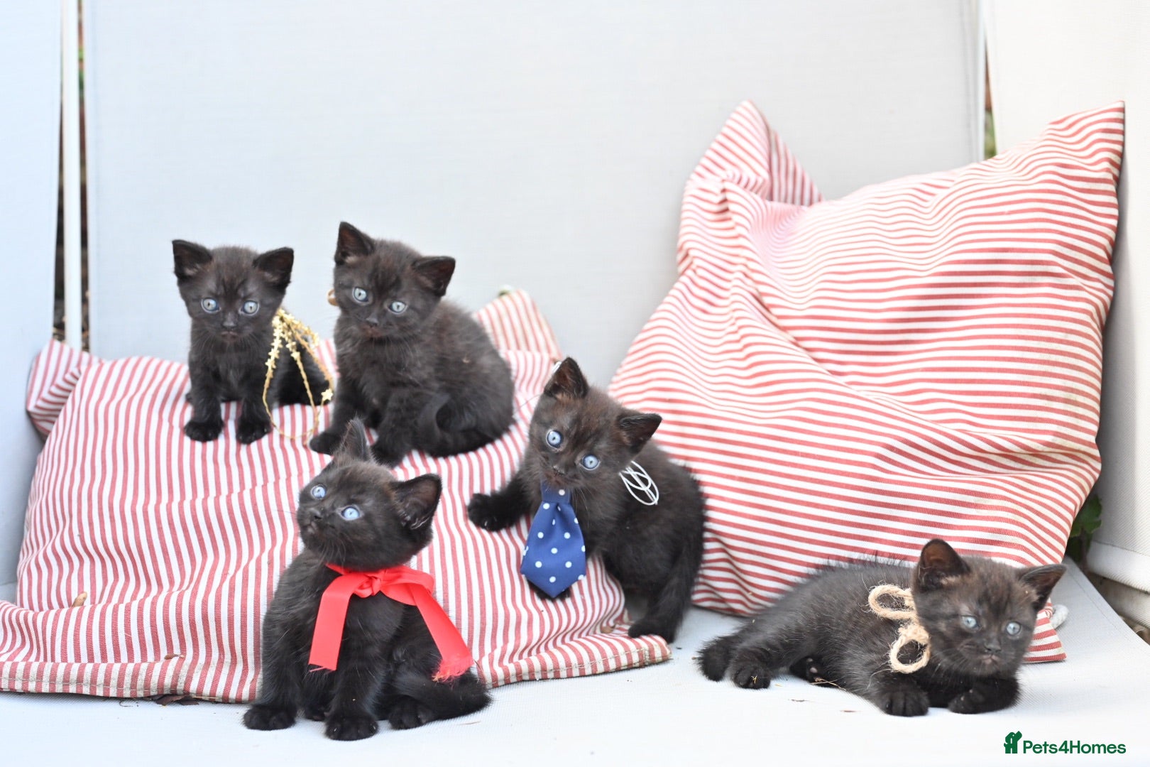 Mixed Breed cats Last 2 left! - Persian x BSH kittens  - Advert 4