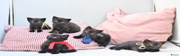 British Shorthair cats for sale: 5 Bundles of Love - Persian x BSH kittens  - Advert 7