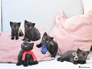 Mixed Breed cats Last 2 left! - Persian x BSH kittens - Advert 4