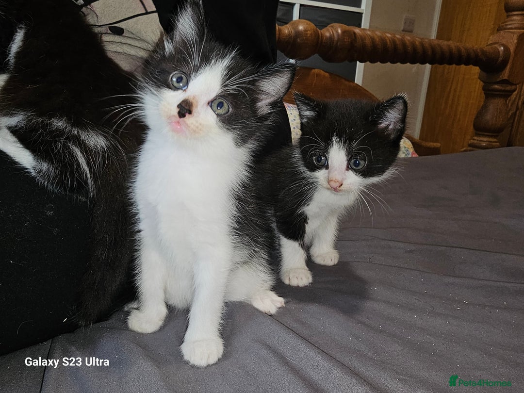 Mixed Breed cats for sale: 4 Beautiful Kittens **2 Black & White Boys Left** - Image 19