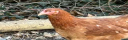Chickens poultry for sale: Point of lay hens  - Advert 2