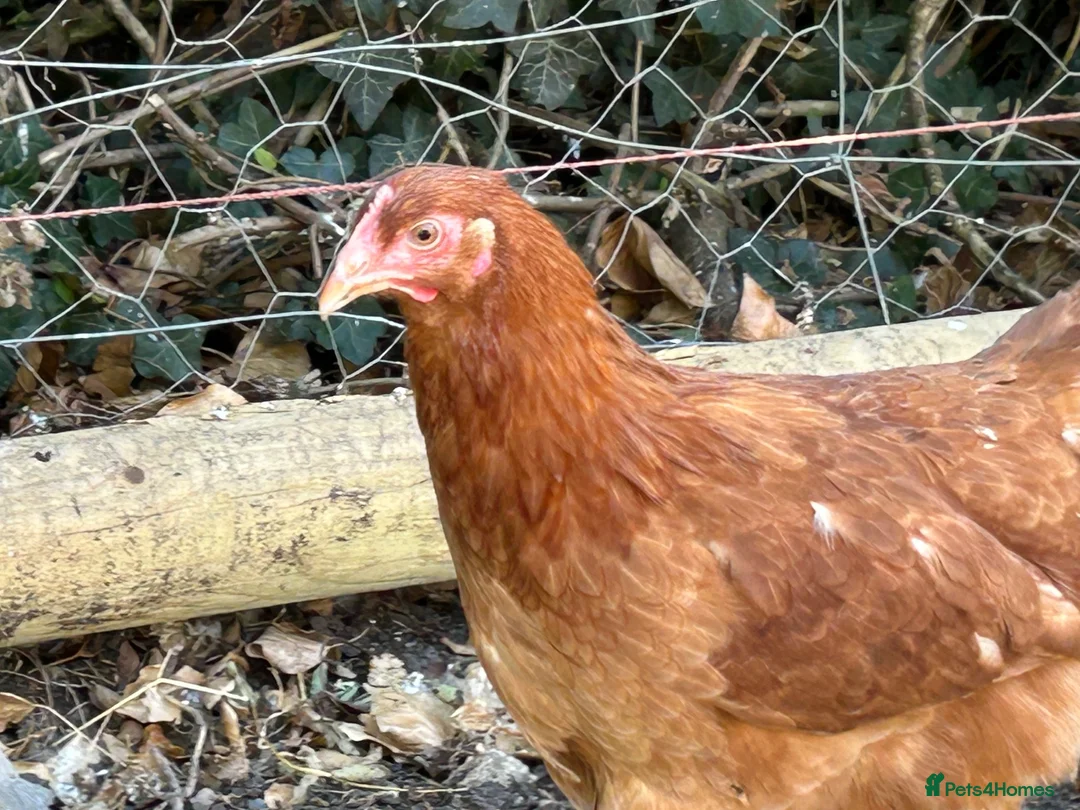 Chickens poultry for sale: Point of lay hens  - Advert 2