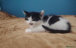 Mixed Breed cats for sale: Kittens  - Image 2
