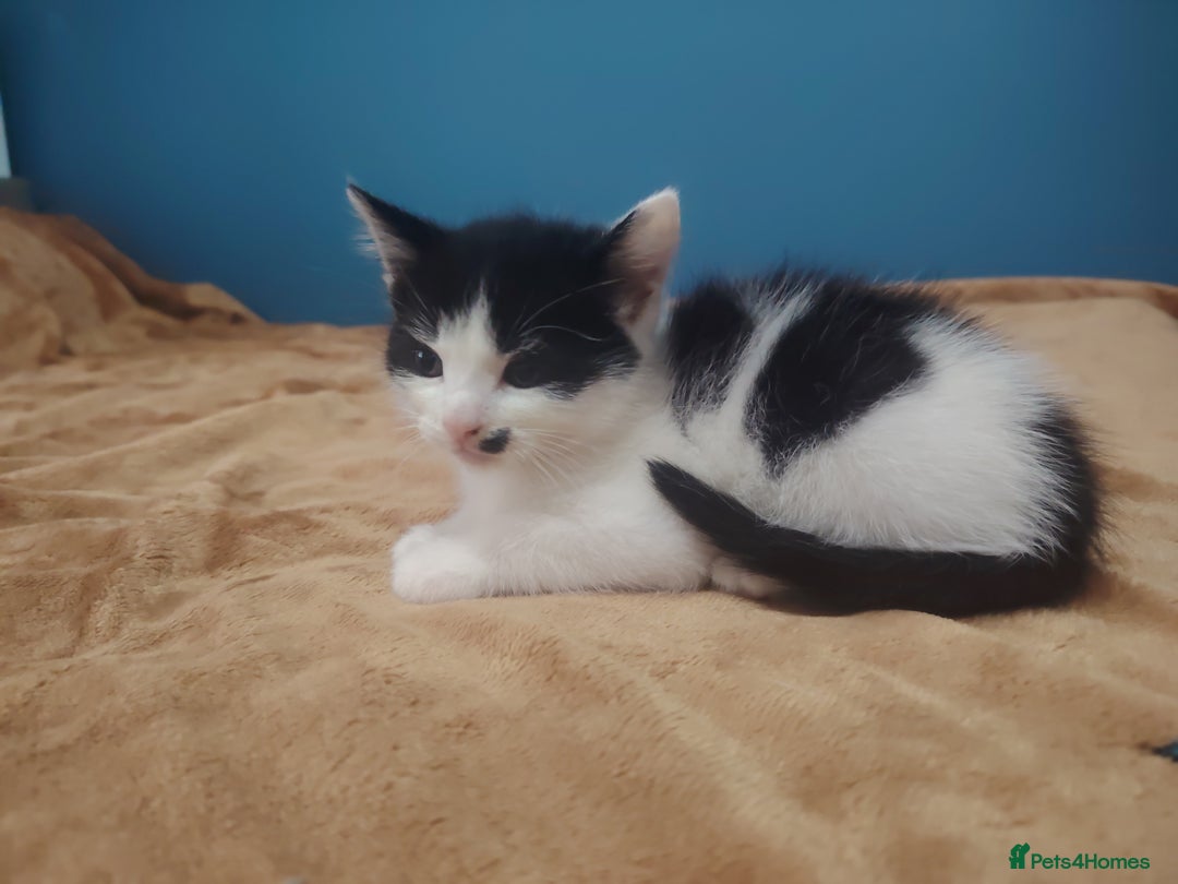 Mixed Breed cats for sale: Kittens  - Image 2