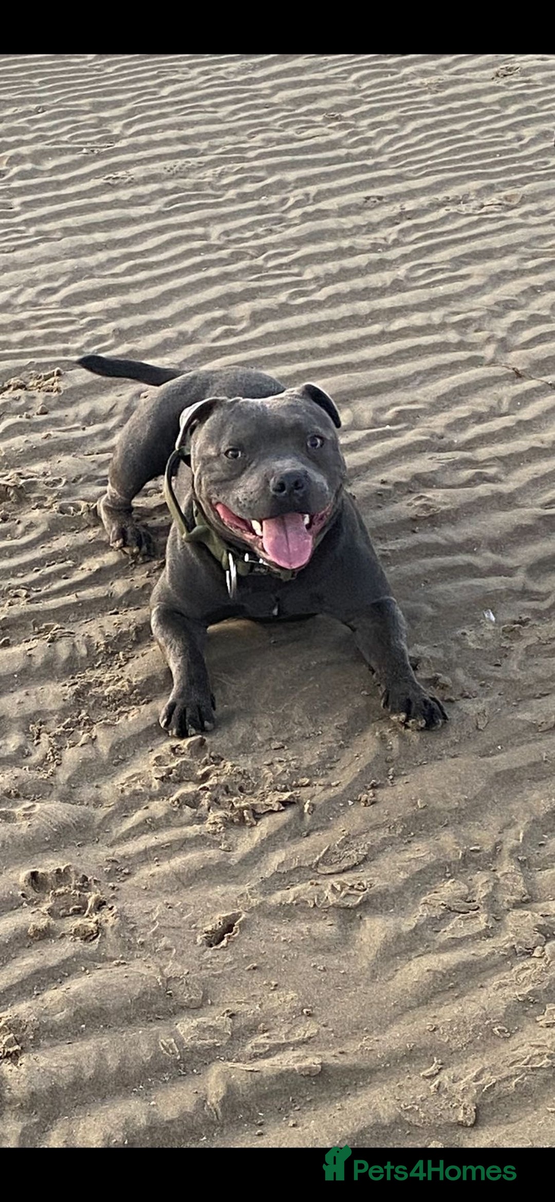 Staffordshire Bull Terrier dogs for stud: PROVEN Staffordshire bull terrier stud  - Image 9