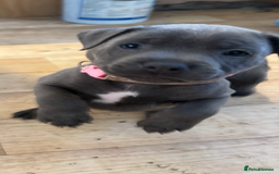 Staffordshire Bull Terrier dogs for sale: 6 x stunning blue eyed staffs puppies - Image 3