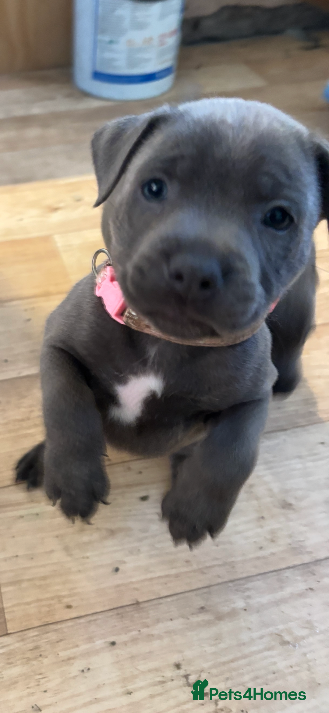 Staffordshire Bull Terrier dogs for sale: 6 x stunning blue eyed staffs puppies - Image 3