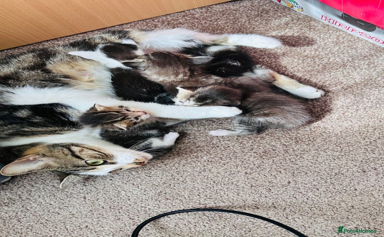 Mixed Breed cats - Advert 3