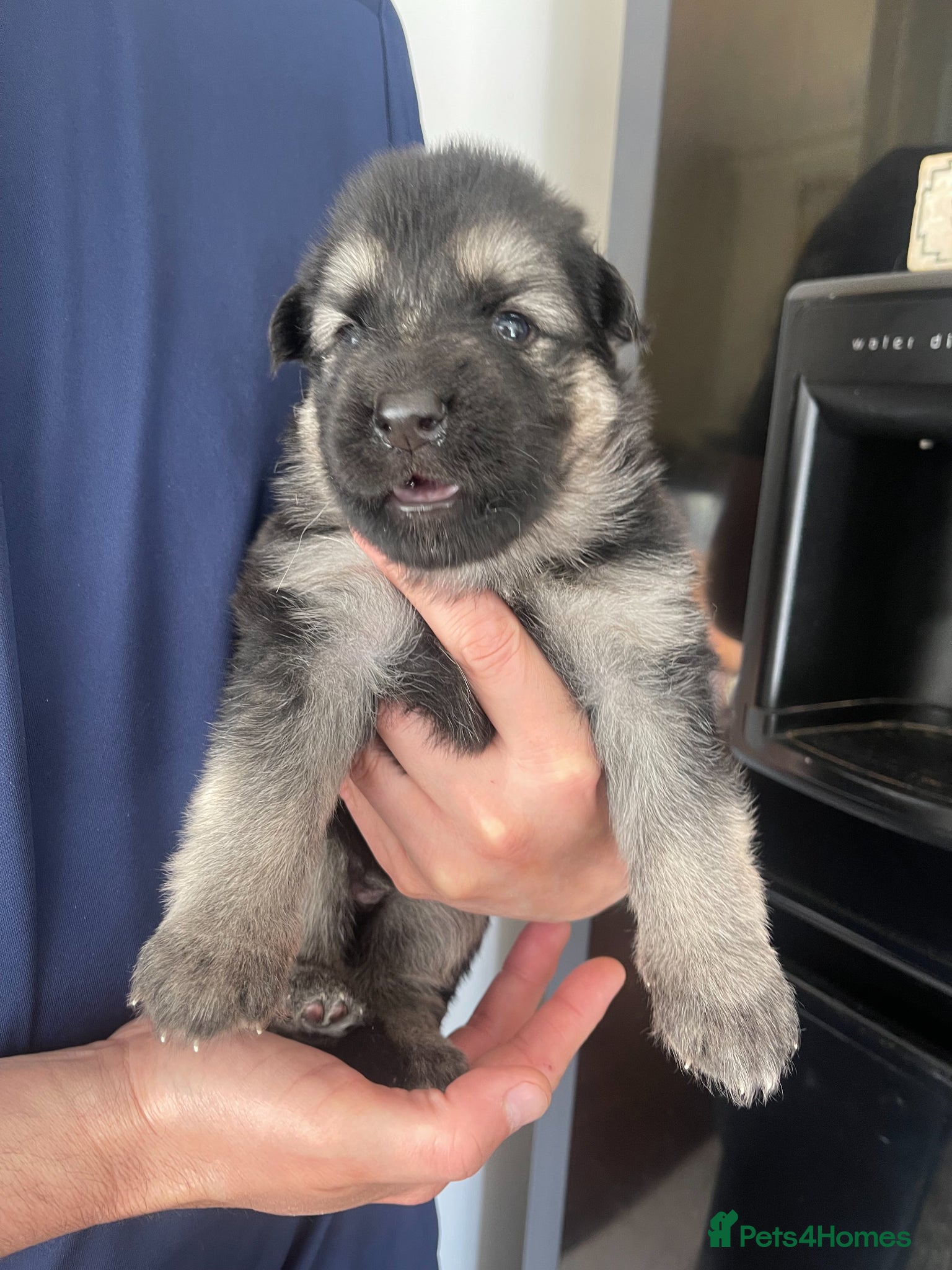 German Shepherd dogs Straight back KC Registered Long Hair GSD DM Clear - Advert 2