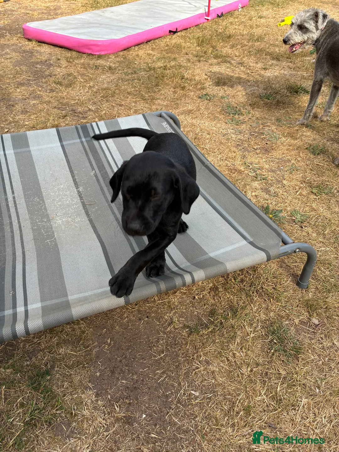 Labrador Retriever dogs for sale: Labrador puppies - Advert 12