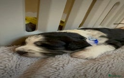 Bordoodle dogs for sale: Bordoodle Pups - Image 17