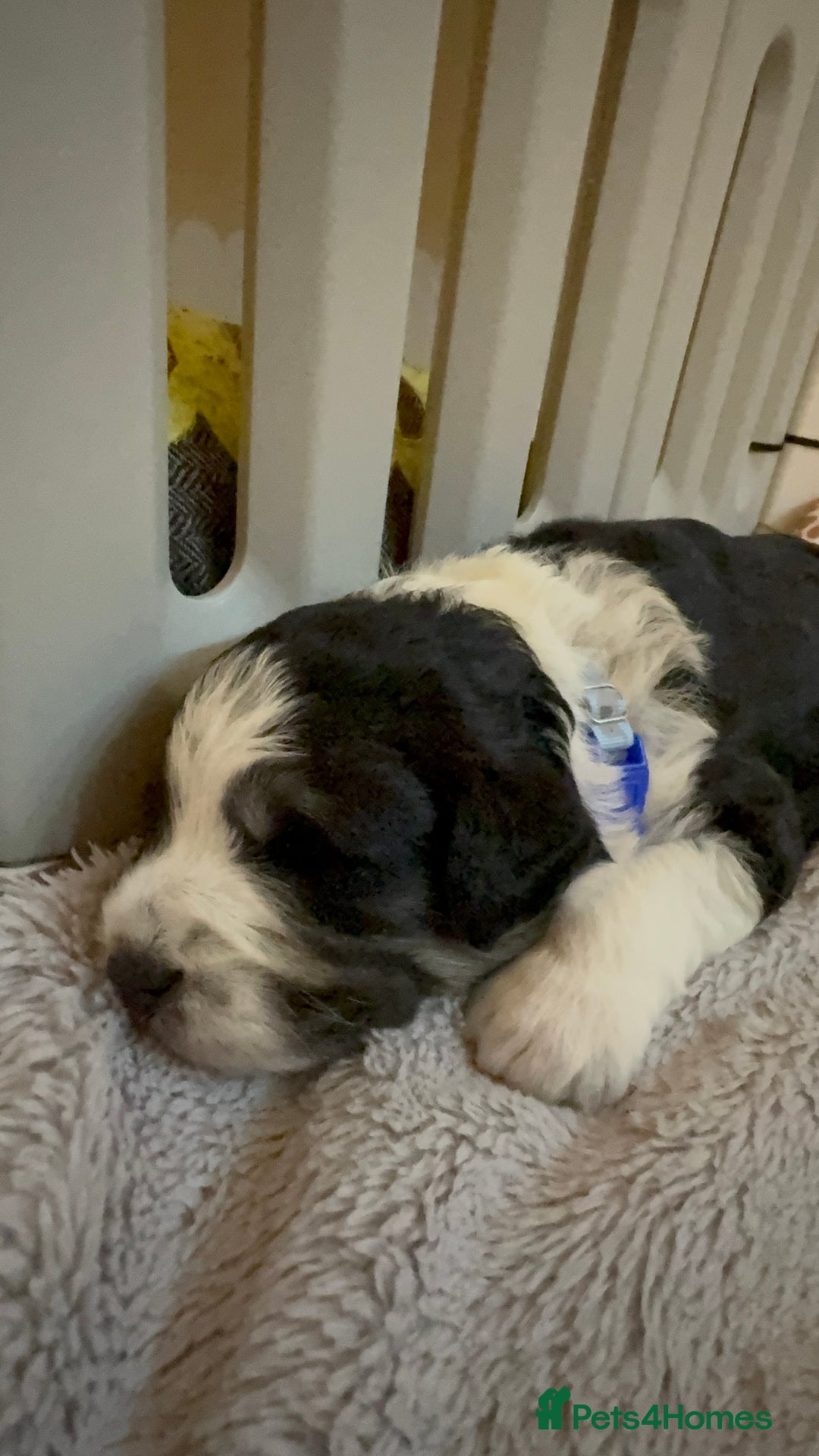 Bordoodle dogs for sale: Bordoodle Pups - Image 17