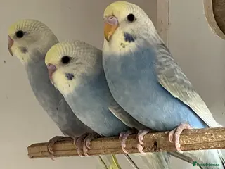 Budgerigars birds Baby Budgies - Advert 21