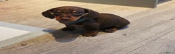 Dachshund dogs for sale: READY FOR NEW HOME 🐶 - Advert 2