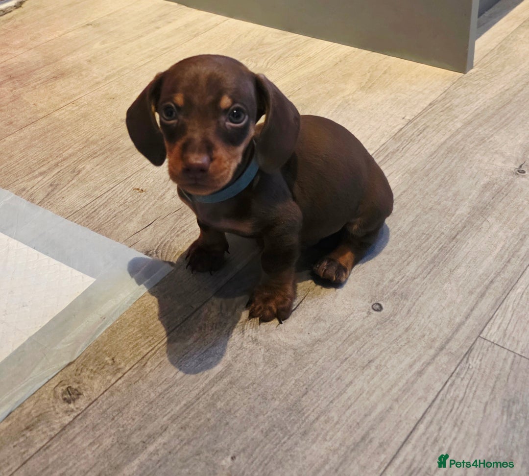 Dachshund dogs for sale: READY FOR NEW HOME 🐶 - Advert 2