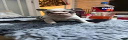 French Bulldog dogs for sale: Baby meets Gotti  - Advert 5