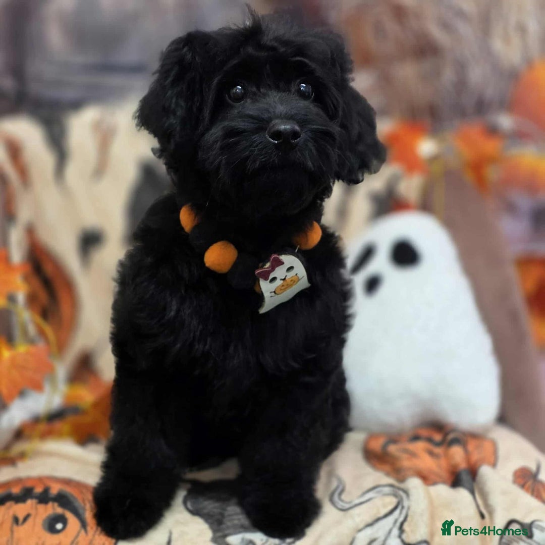 Cockapoo dogs for sale: Loving 5 month old Black Cockapoo Puppy - Image 2