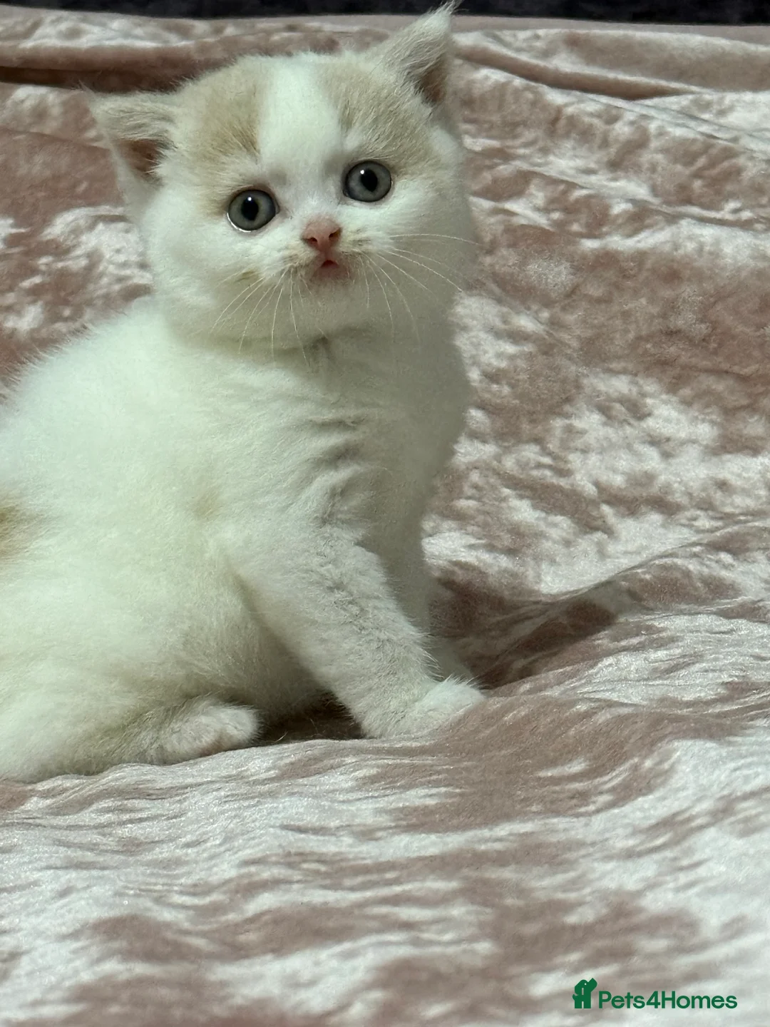 British Shorthair cats for sale: Beautiful GCCF Registered Baby Boy - Georgie 💙 - Advert 13