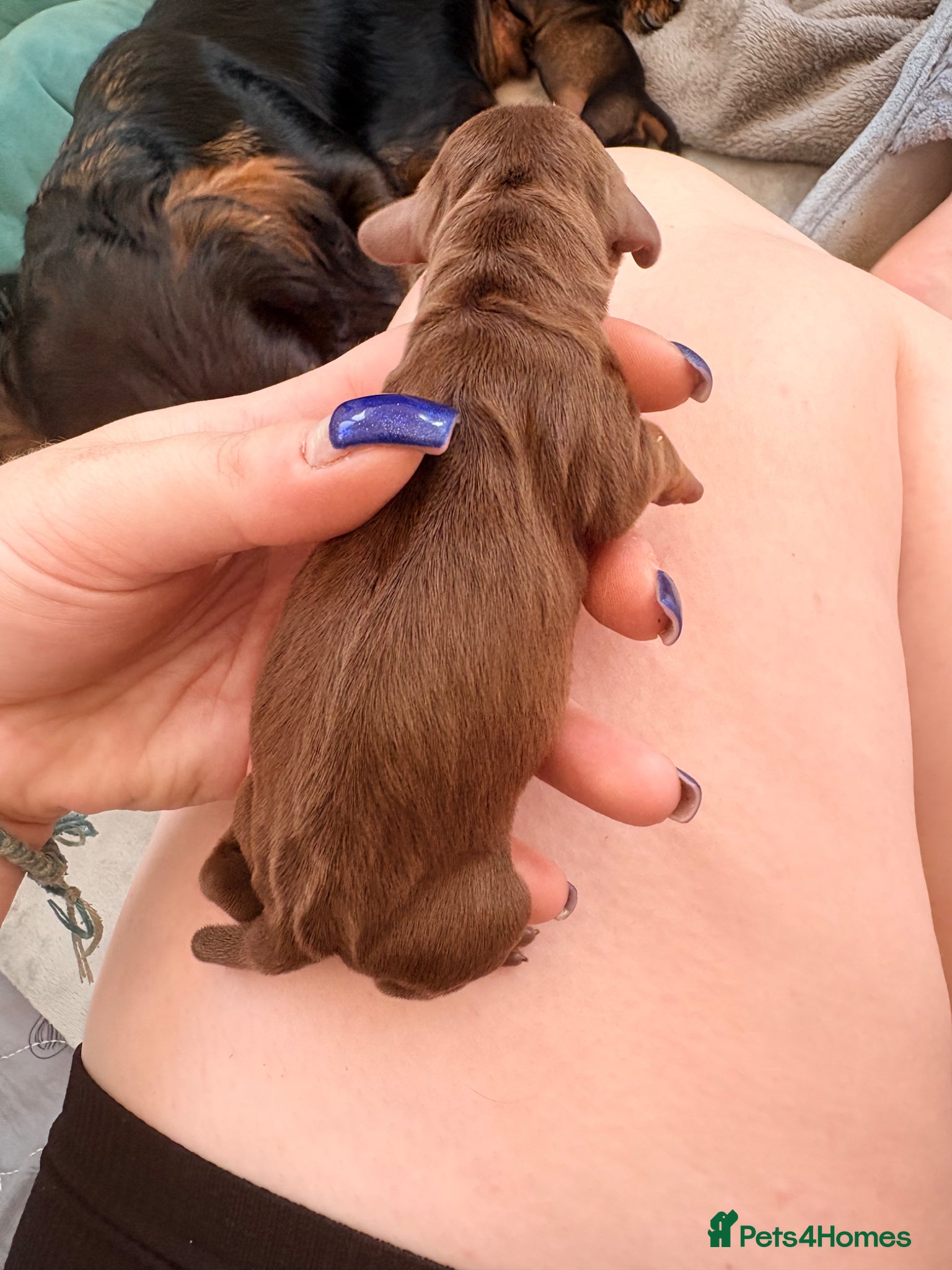 Miniature Dachshund Puppy 4 🩷