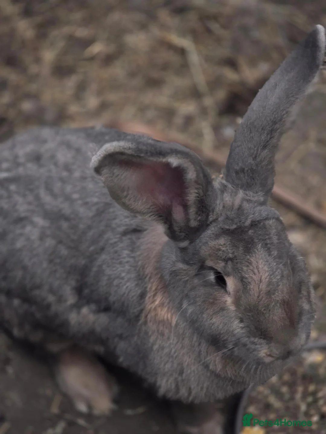 Continental Giant rabbits for sale: Beautiful and big continental giants  - Advert 2