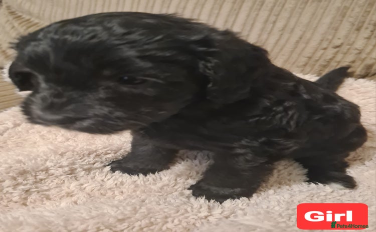 Labradoodle dogs - Advert 7