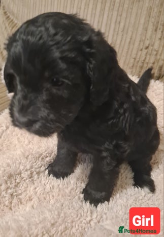 Labradoodle dogs - Advert 7