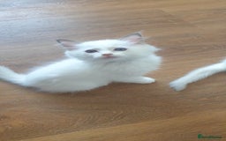 Ragdoll cats for sale: Beautiful GCCF lilac and Cream Point kittens - Image 14