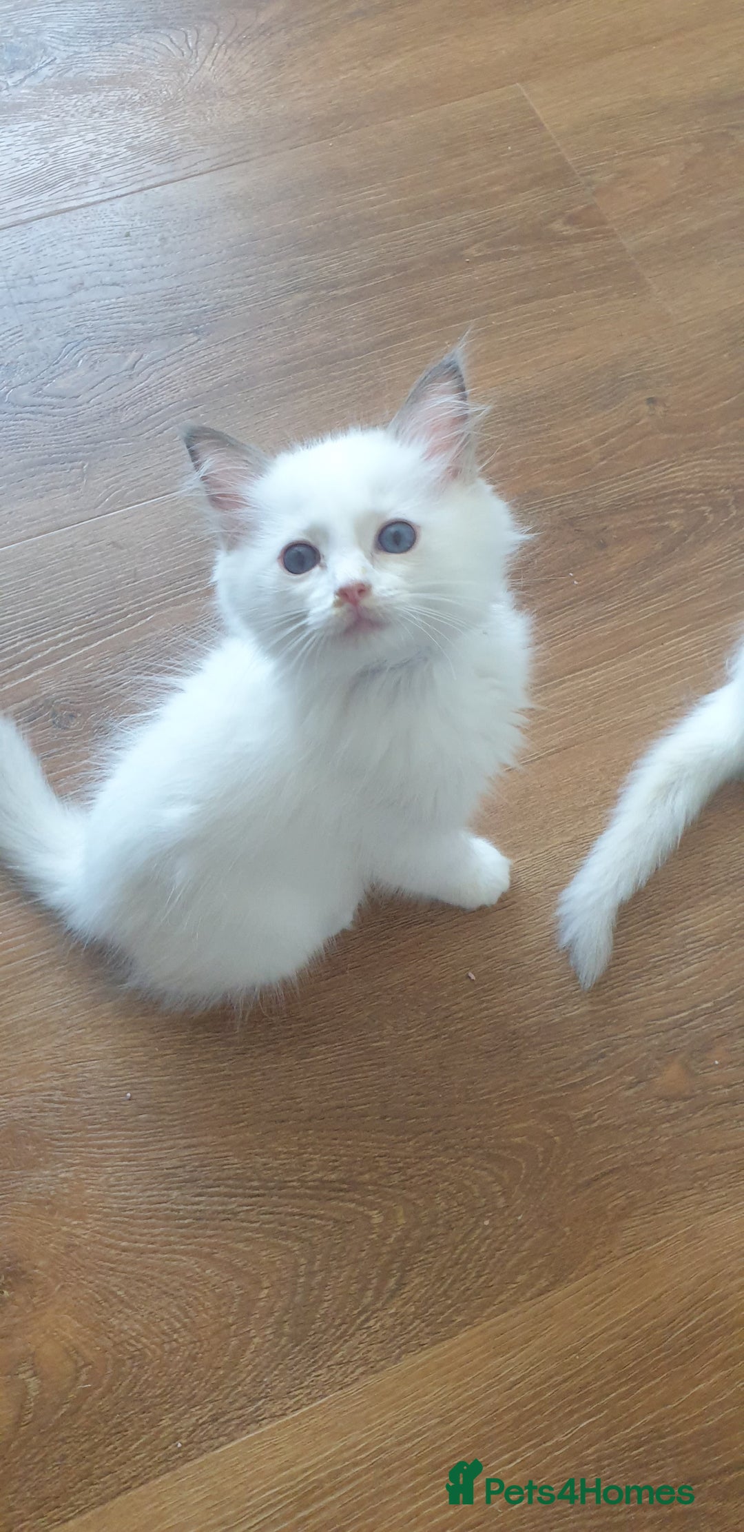 Ragdoll cats for sale: Beautiful GCCF lilac and Cream Point kittens - Image 14