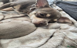 Chihuahua dogs for sale: Gorgeous Chihuahua Puppies Looking 4 Forever Homes - Image 34