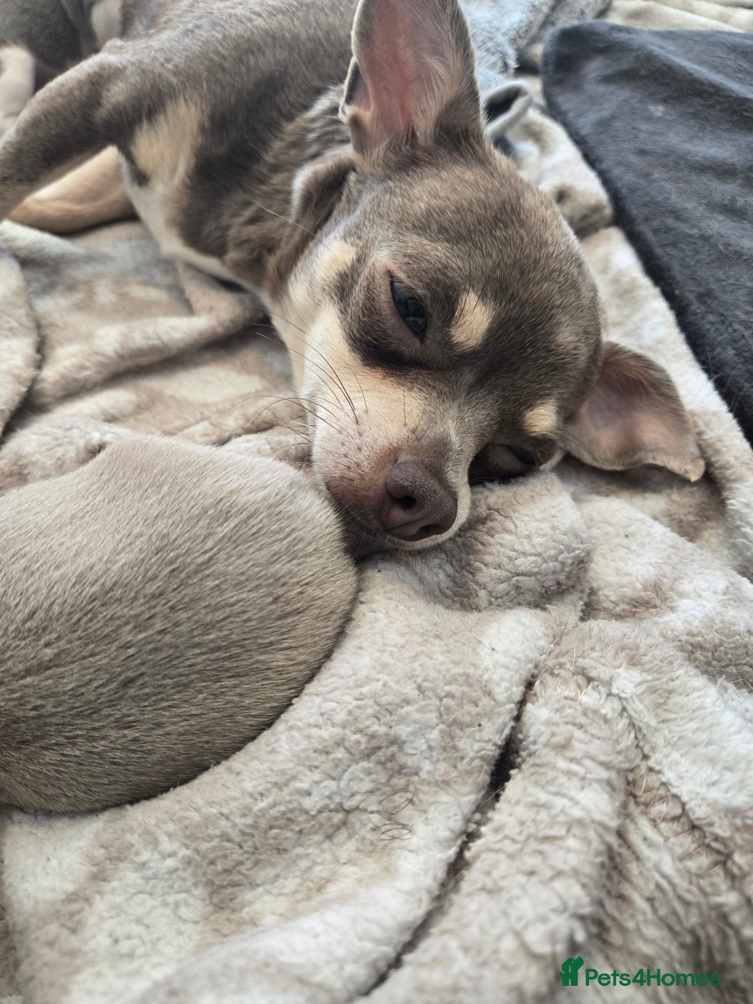 Chihuahua dogs for sale: Gorgeous Chihuahua Puppies Looking 4 Forever Homes - Image 34