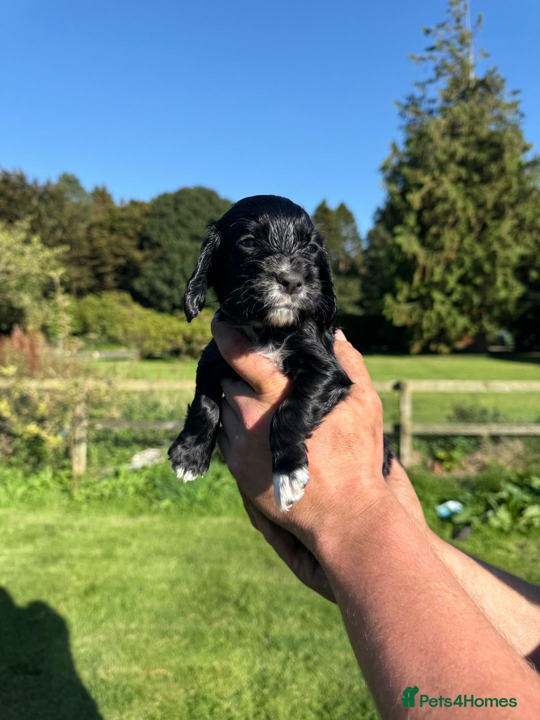 Cocker Spaniel dogs for sale: Working cocker spaniel - Image 7