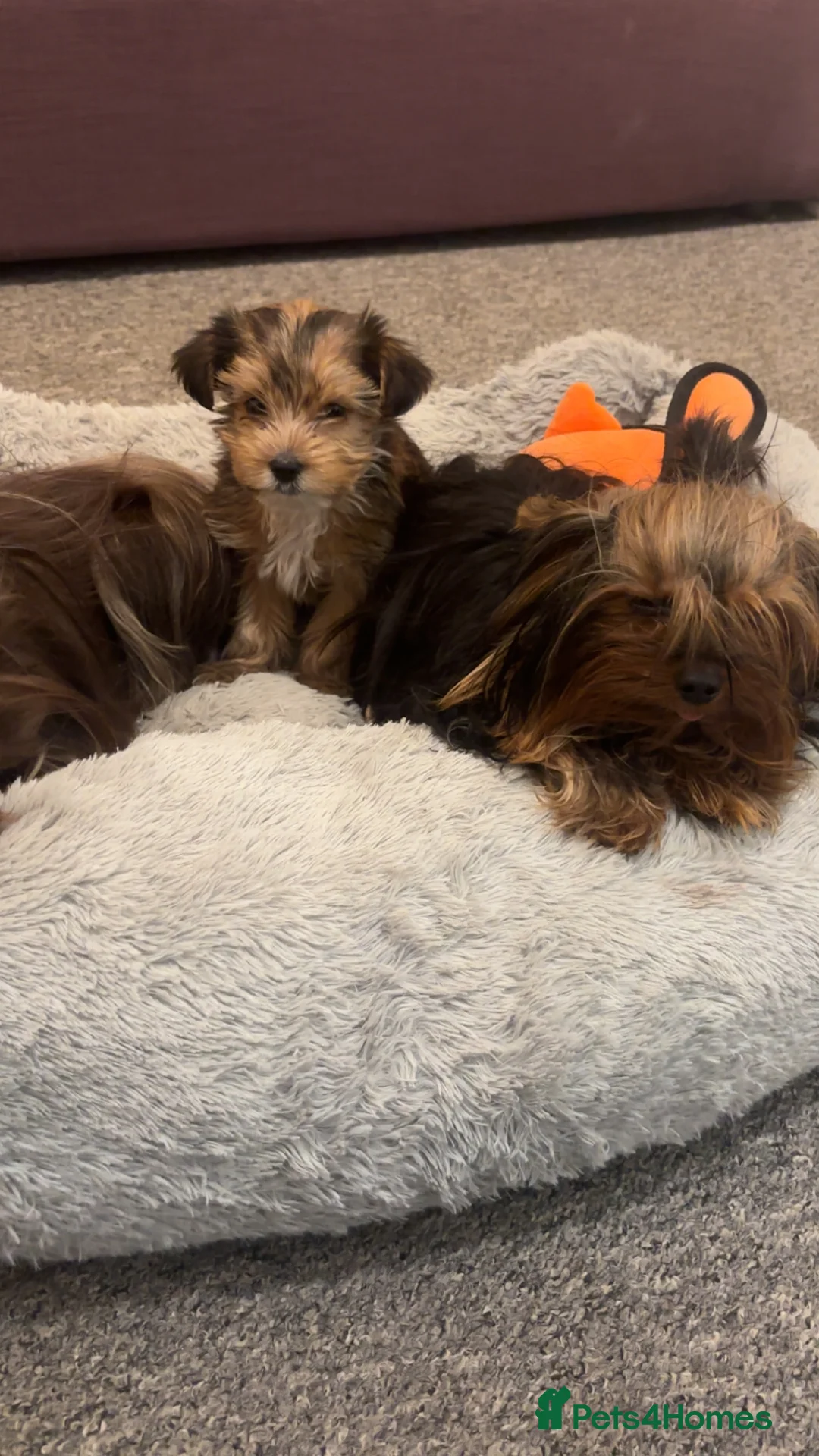 Yorkshire Terrier dogs for sale: Mini Chocolate merle yorkie pup - Advert 4