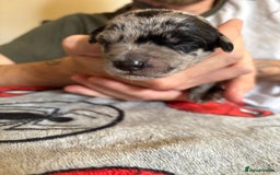 Mixed Breed dogs for sale: Blue Merle collie x kelpies  - Image 6