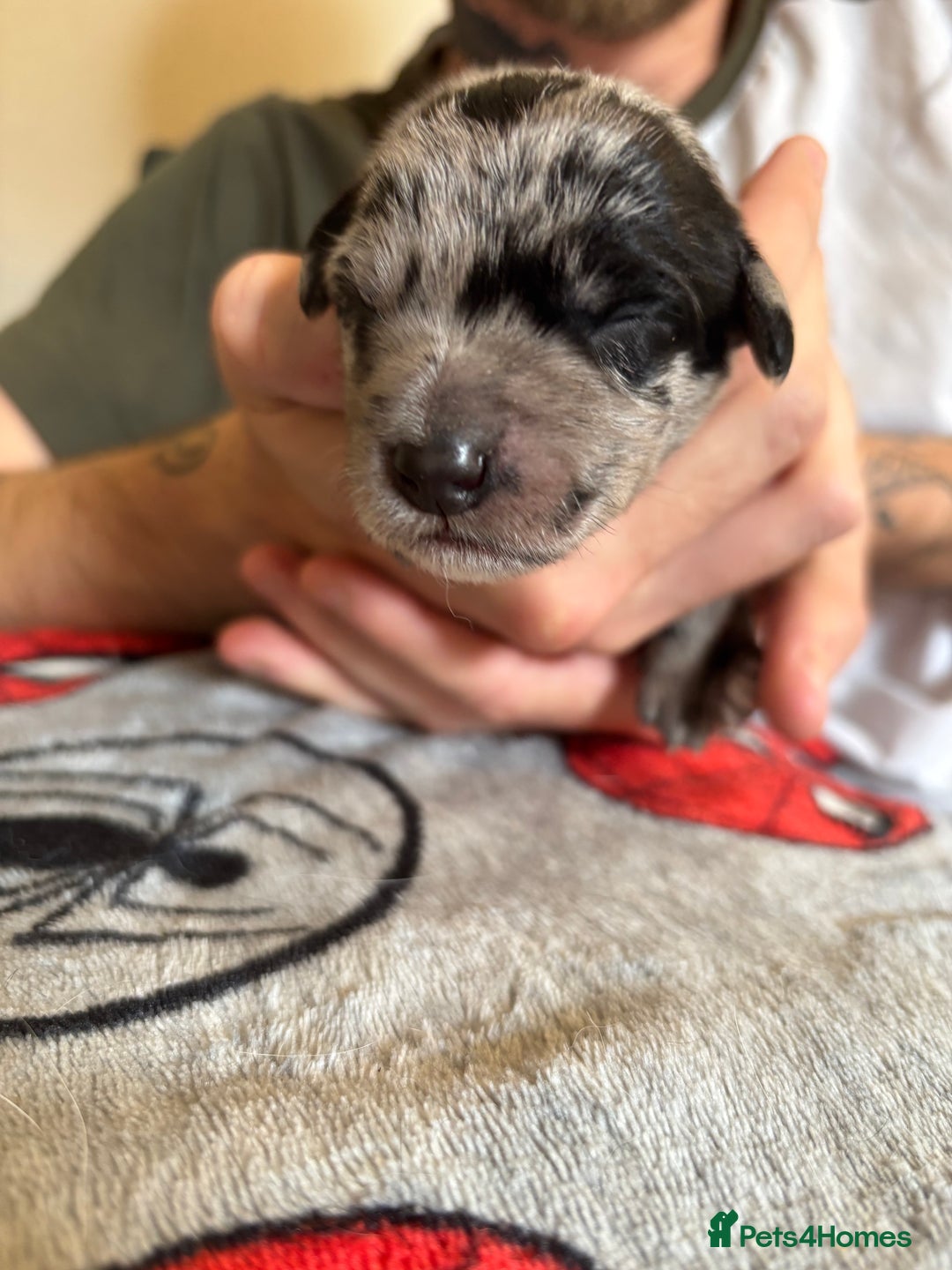 Mixed Breed dogs for sale: Blue Merle collie x kelpies  - Image 6