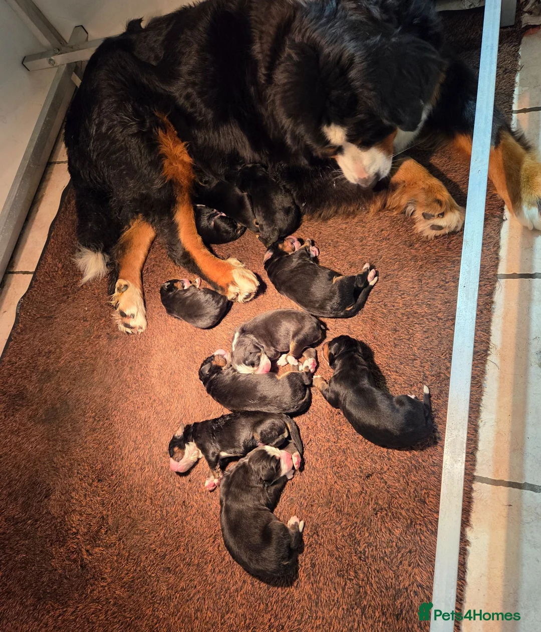 Bernese Mountain Dog dogs for sale: Gorgeous Bernese Mountain Dog Puppies  - Advert 6