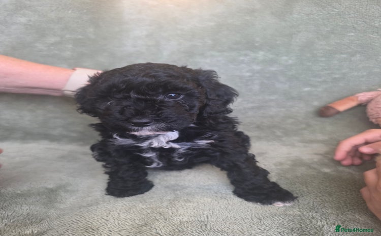 Cockapoo dogs - Advert 1