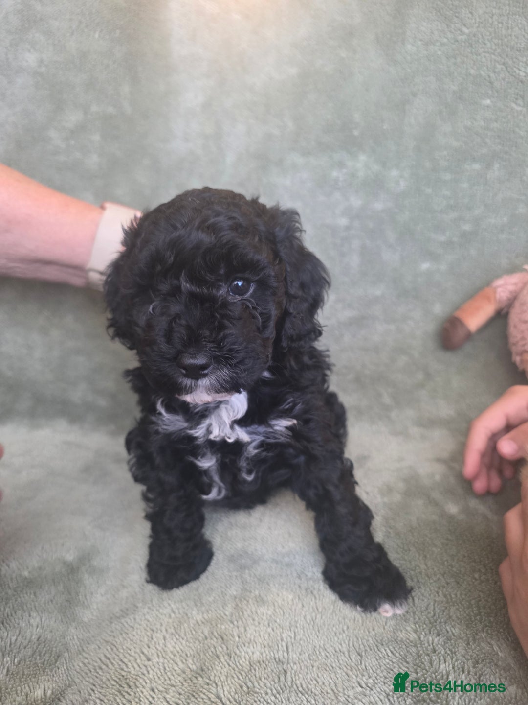 Cockapoo dogs for sale: BEAUTIFUL F1B COCKAPOO BABBIES  - Image 1