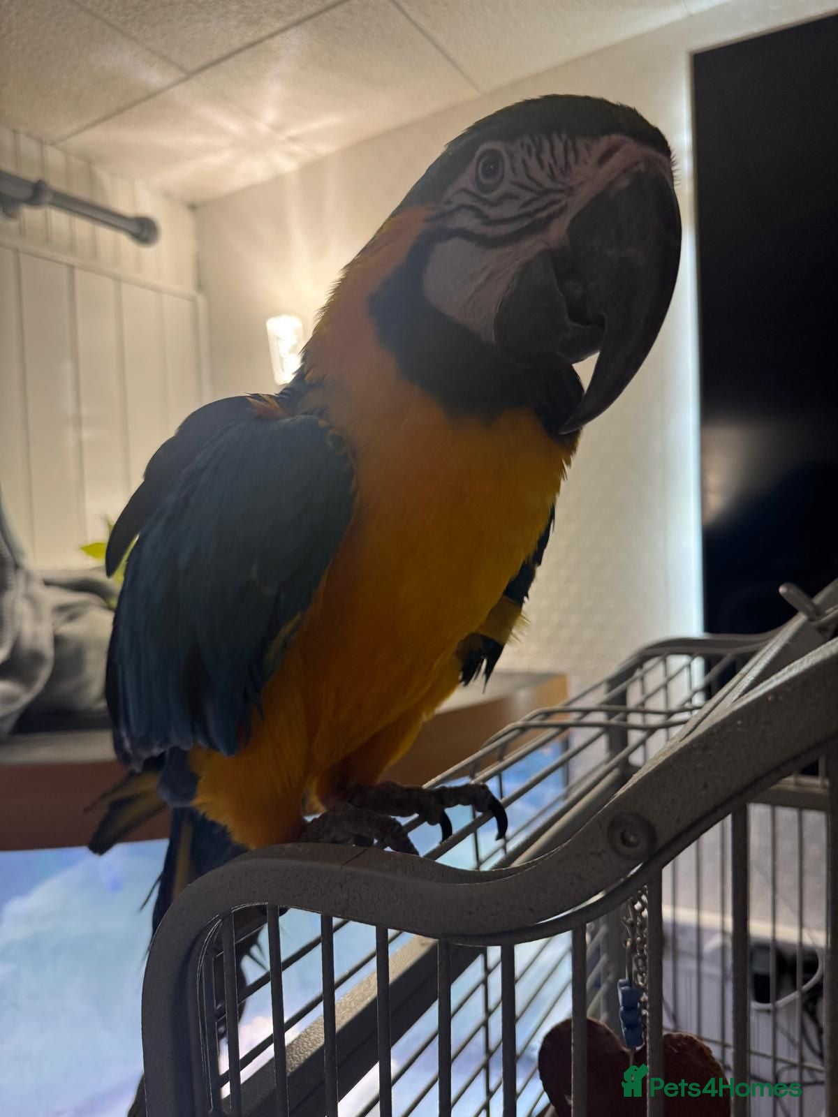 Parakeets birds Blue and Gold Macaw - Advert 2