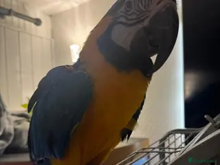 Parakeets birds Blue and Gold Macaw - Advert 2