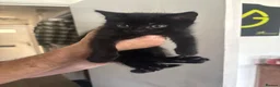 Mixed Breed cats for sale: Female kittens  in Waterlooville - Advert 2