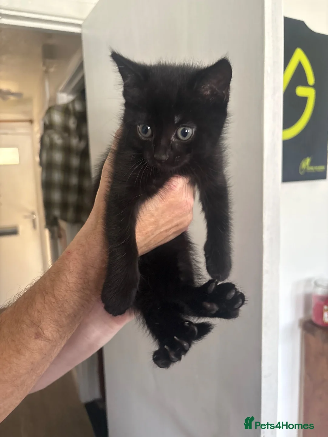 Mixed Breed cats for sale: Female kittens  in Waterlooville - Advert 2