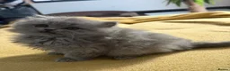 British Longhair cats for sale:  British Shorthair & British Longhair GCCF - Advert 3