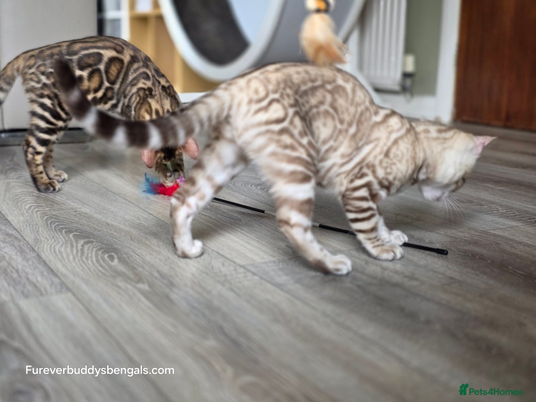 Bengal cats for sale: Clouded Mink Rosetted Bengal Girl - Image 3