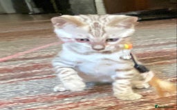 Bengal cats for sale: Bengal kittens - Image 28