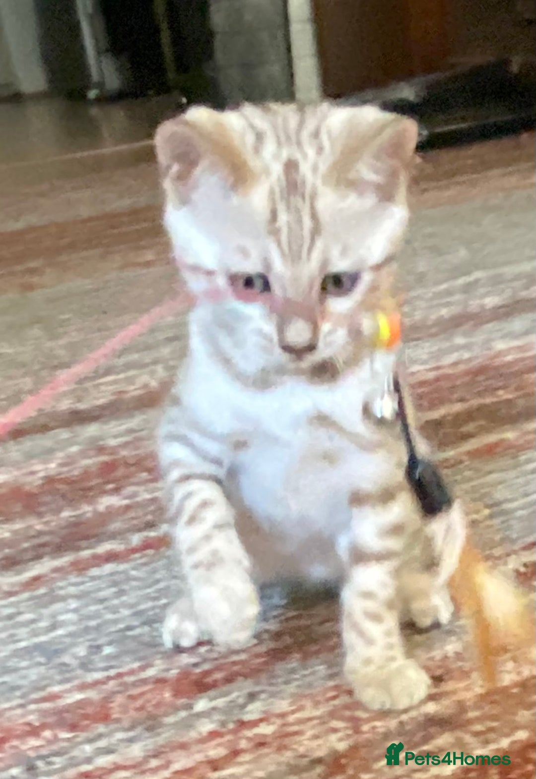 Bengal cats for sale: Bengal kittens - Image 28