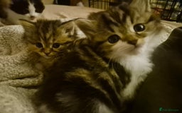 Mixed Breed cats for sale: British blue x Maine Coon x domestic long hair - Image 10
