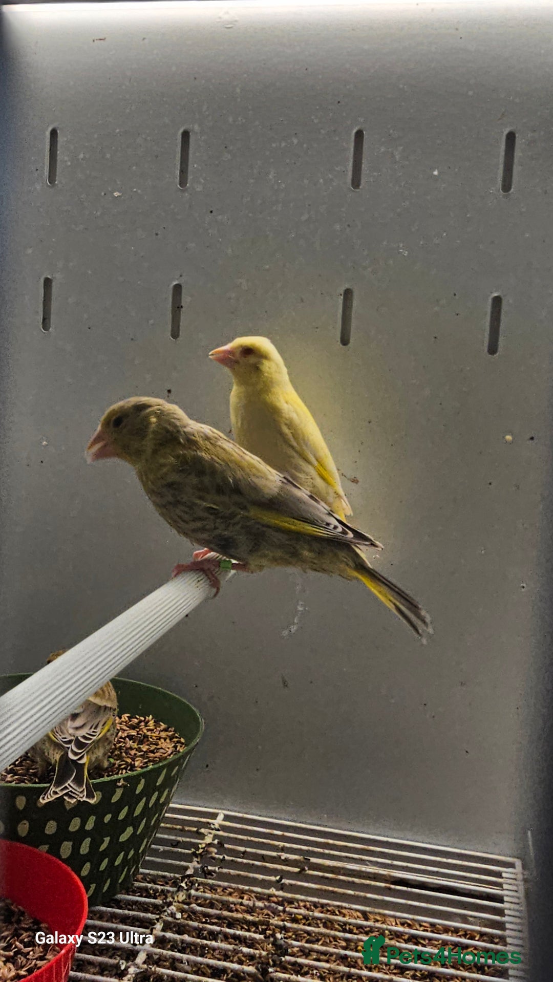 Canaries birds for sale: Irish fancy canary  - Image 16