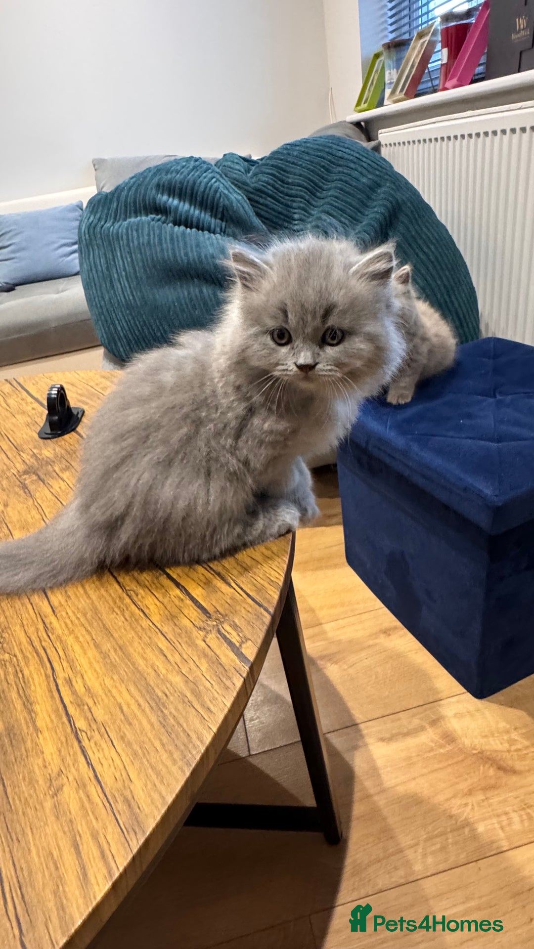 British Longhair cats for sale: British longhair ready for home in Watford - Image 33