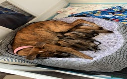 Mixed Breed dogs for sale: German shepherd x Lurcher puppies  - Image 1